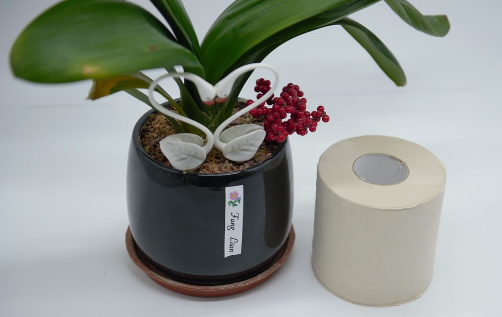 Boxed Toilet Paper Roll